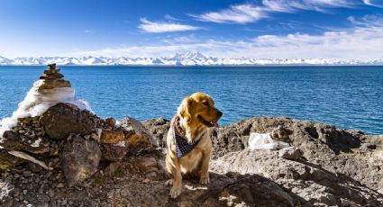 Golden Retriever se encierra en la regadera y conquista corazones: su historia enternece al mundo