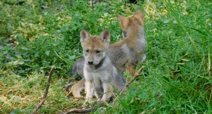 ¡Ternurita! 4 lobos bebés nacen en el Zoológico de Aragón y desafían su peligro de extinción