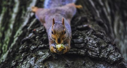 Día Mundial del Árbol: Lugares cerca de la CDMX para celebrar esta fecha en un entorno natural