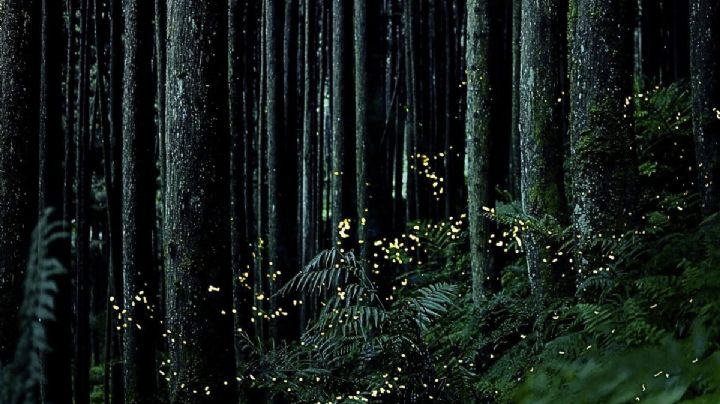 Noche de luciérnagas: Disfruta de este espectáculo nocturno en 2 Pueblos Mágicos de México