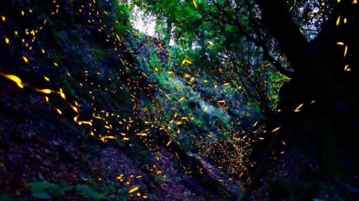 Caminando con Luciérnagas llega a Hidalgo para disfrutar su brillo esta temporada