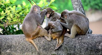 Bebé macaco regala el más tierno momento con su mamá en Zoológico de la CDMX