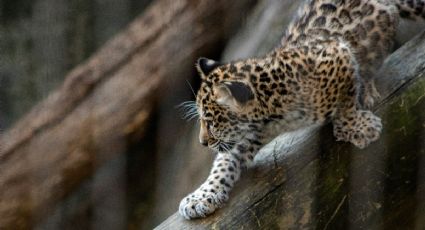 Jaguares bebés juegan con su mamá en Chapultepec: El video que enternece en redes