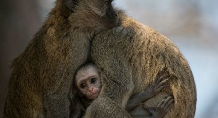 Bebé macaco regala el más tierno momento con su mamá en Zoológico de la CDMX