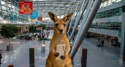 ¿También canguros? Italia permitirá llevar animales grandes a bordo de cabina