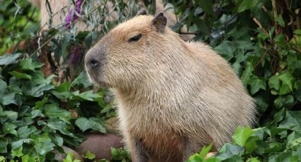 Capibara fugitivo regresa a su casa tras dos meses de Escapada