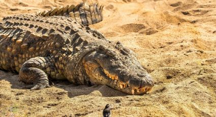 ¡De miedo! Cocodrilo sorprende a turistas en playa de Puerto Vallarta