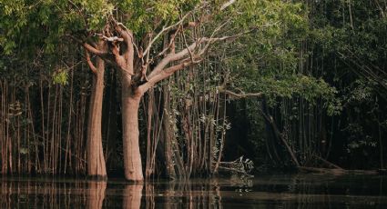 Así es el Amazonas mexicano, el paraíso de manglares para recorrer en lancha