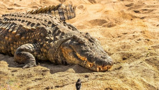 ¡De miedo! Cocodrilo sorprende a turistas en playa de Puerto Vallarta