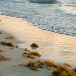 ¡Sin sargazo! Así será la nueva planta para generar biogás en playas de Quintana Roo