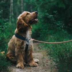 ¿Para sus viajes? Así deberás tramitar el CURP para mascotas este 2025