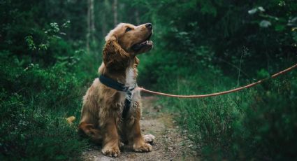 ¿Para sus viajes? Así deberás tramitar el CURP para mascotas este 2025