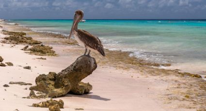 ¿Cuáles son las playas de Cancún con MENOS sargazo para visitar en 2025?