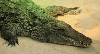 ¡Aguas! Presencia de cocodrilos sorprende a turistas en Cancún