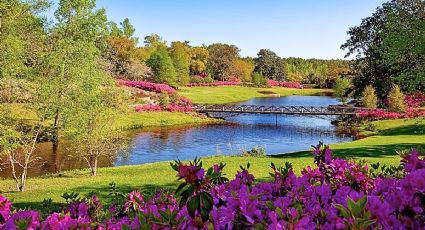 ¿Lo conoces? El parque GRATIS donde puedes disfrutar go karts, lagos y es pet friendly en CDMX