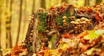 Este es el precio para hacer la Ruta de Hongos en la sierra del Pueblo Mágico de Tepotzotlán