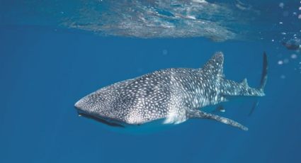 Estas son las Áreas Naturales Protegidas con más tiburones que hay en México