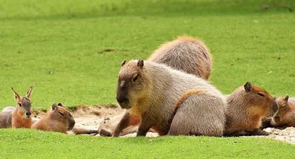 Día de la Apreciación del Capibara: El acuario más GRANDE de México para convivir con ellos