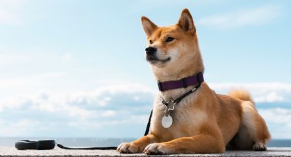 El emotivo adiós a Hachiko, el perrito fiel que esperó a su dueño en Japón