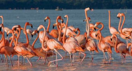 La playa de Yucatán que combina mar esmeralda, flamingos rosados y pueblos costeros