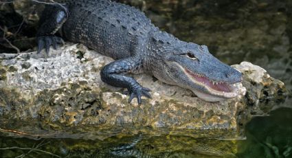 Cocodrilo de 3.7 metros sorprende a turistas en playa de Puerto Vallarta