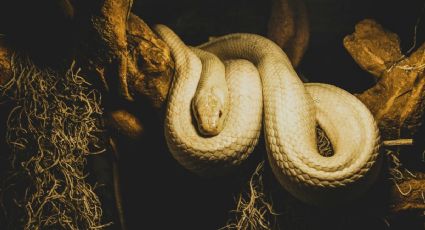 Día de la serpiente: Herpetarios de la CDMX para conocer esta especie en tus vacaciones