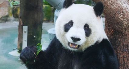 Así fue la vida de Xin Xin, la panda gigante de Chapultepec que pronto dirá adiós