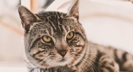 Consejos para viajar en avión con gatos y qué necesitas saber antes