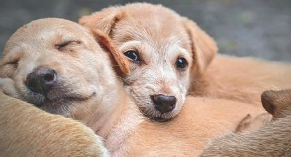 Así es el Centro de Transferencia Canina que rescata perritos en el Metro de la CDMX