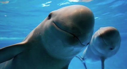Día de la Vaquita Marina: El destino mexicano donde aún habita esta especie