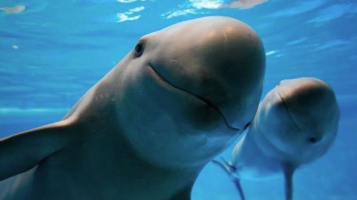 Día de la Vaquita Marina: El destino mexicano donde aún habita esta especie