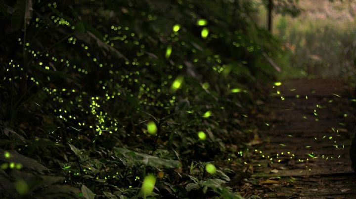 ¿Dónde ver las luciérnagas en Edomex? Checa tours y costos en esta temporada 2025