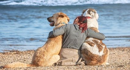 Así puedes cuidar a tu perrito en temporada de lluvias si planeas un viaje el fin de semana