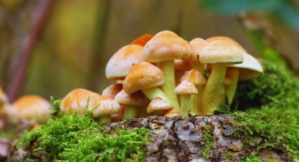 Llega ‘Hongosto’ en los bosques del Edomex, una ruta de sabores y conexión con la naturaleza