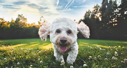 Día del Perro: Lugares pet friendly en la CDMX para celebrar a tu mejor amigo en vacaciones