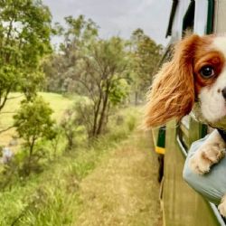 Tren Maya es Petfriendly y esta es la guía para viajar con tus mascotas en sus vagones