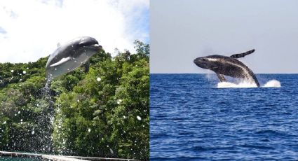 Día de las Ballenas y Delfines: playas de México para disfrutar avistamientos