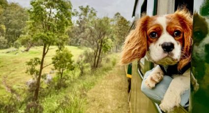 Tren Maya es Petfriendly y esta es la guía para viajar con tus mascotas en sus vagones