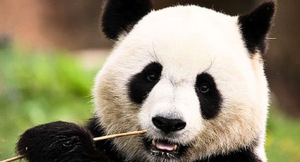 Lotería Nacional hace homenaje a la panda Xin Xin con billete edición especial