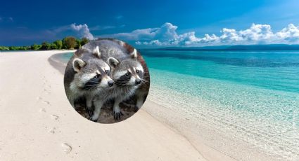 Verano en la playa: El destino donde puedes convivir con mapaches en tus vacaciones