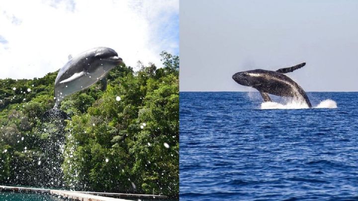 Día de las Ballenas y Delfines: playas de México para disfrutar avistamientos