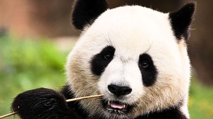 Lotería Nacional hace homenaje a la panda Xin Xin con billete edición especial