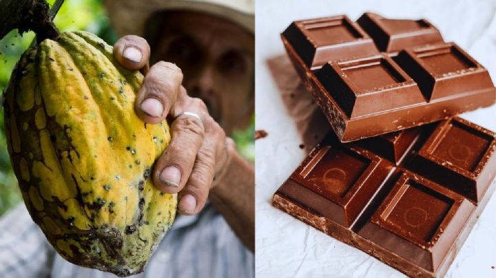 Festival del Chocolate deleitará a los viajeros en Tabasco: FECHAS