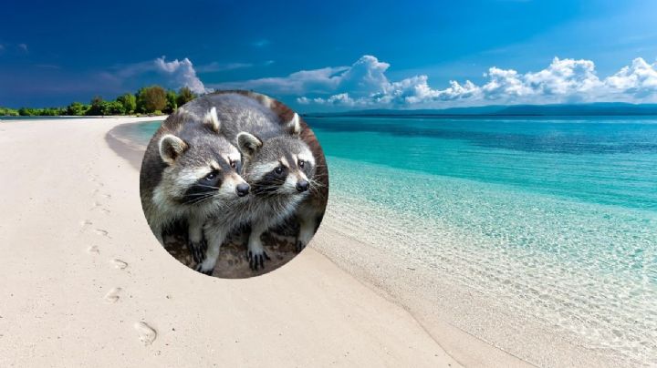 Verano en la playa: El destino donde puedes convivir con mapaches en tus vacaciones