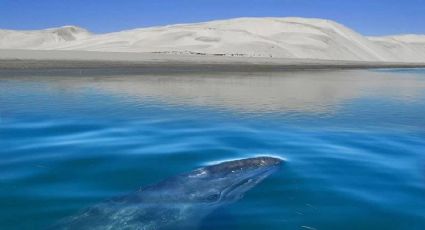 La laguna salinera más GRANDE del mundo que puedes conocer en Baja California Sur