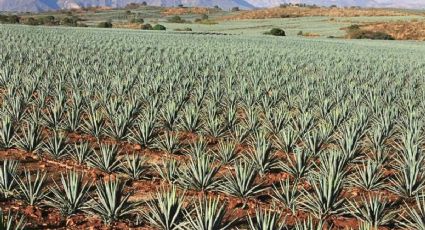 Día del Tequila: el Pueblo Mágico de Jalisco donde se elabora esta bebida
