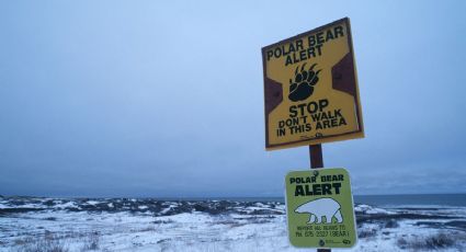 Osos polares, ríos turquesa y paisajes verdes: el destino de Canadá entre la naturaleza