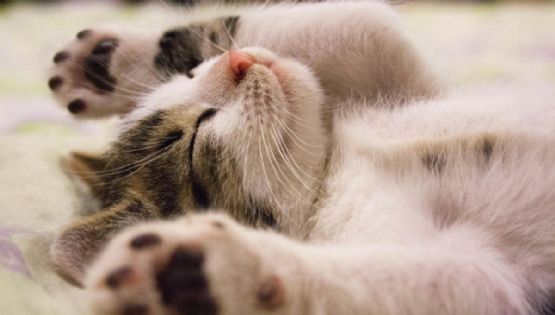 Puebla construirá un edificio EXCLUSIVO para dar hogar a 200 gatitos