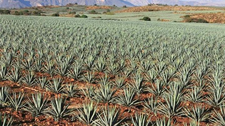 Día del Tequila: el Pueblo Mágico de Jalisco donde se elabora esta bebida