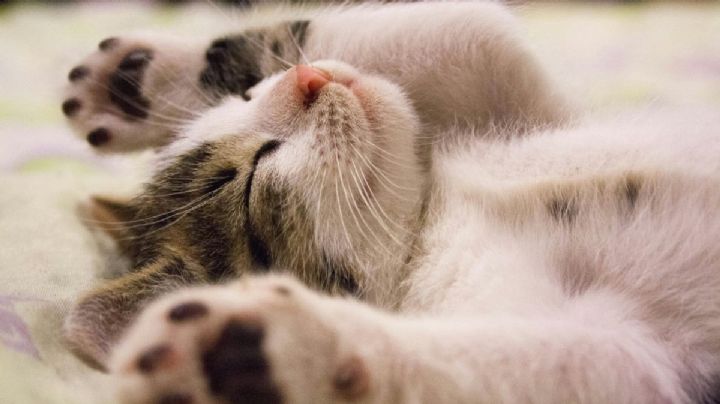 Puebla construirá un edificio EXCLUSIVO para dar hogar a 200 gatitos